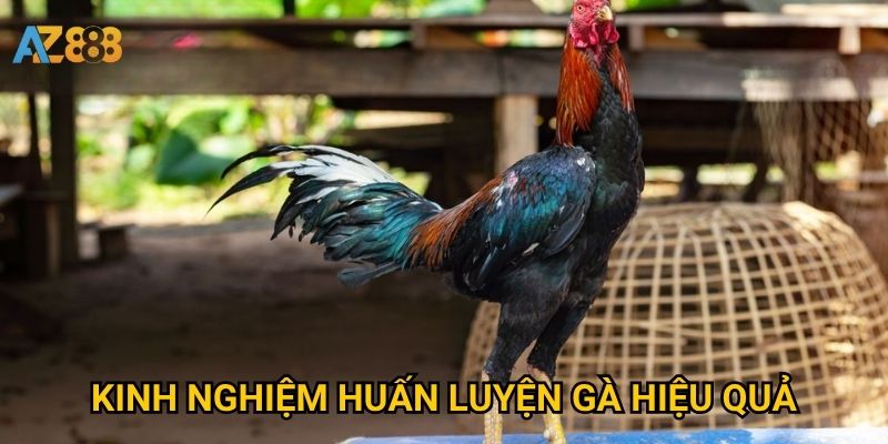 Kinh nghiệm huấn luyện gà hiệu quả